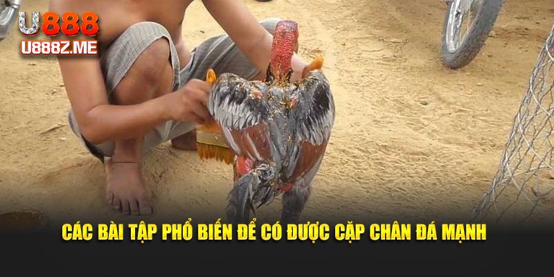 Các bài tập phổ biến để có được cặp chân đá mạnh