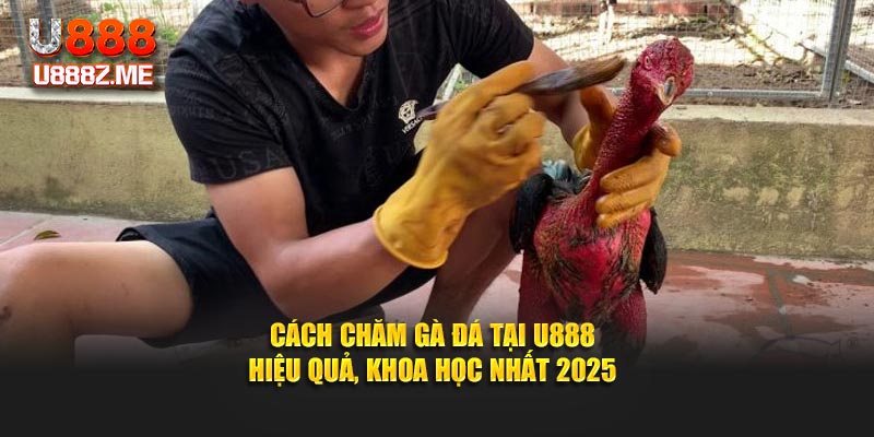 Cách Chăm Gà Đá Tại U888 - Hiệu Quả, Khoa Học Nhất 2025