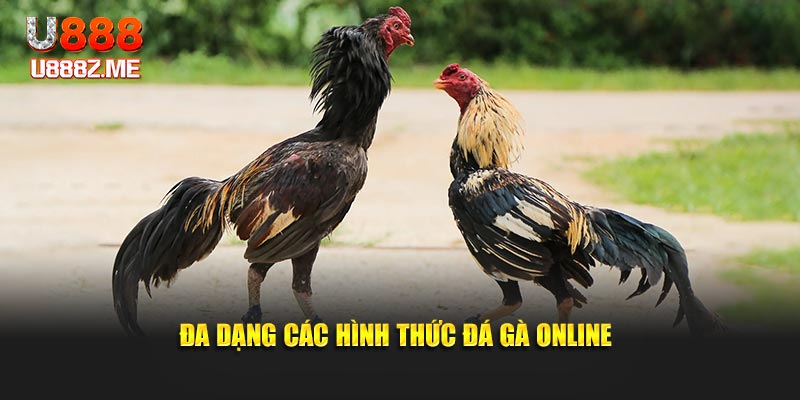 Đa dạng các hình thức đá gà online