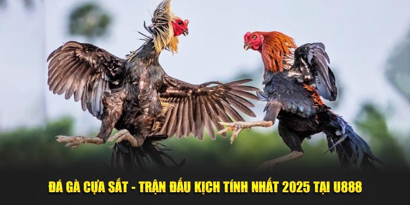 Đá Gà Cựa Sắt - Trận Đấu Kịch Tính Nhất 2025 Tại U888
