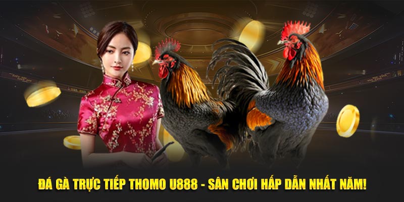 Đá Gà Trực Tiếp Thomo Tại U888 - Sân Chơi Hấp Dẫn Nhất Năm