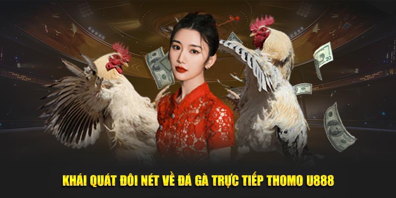 Khái quát đôi nét về đá gà trực tiếp Thomo U888