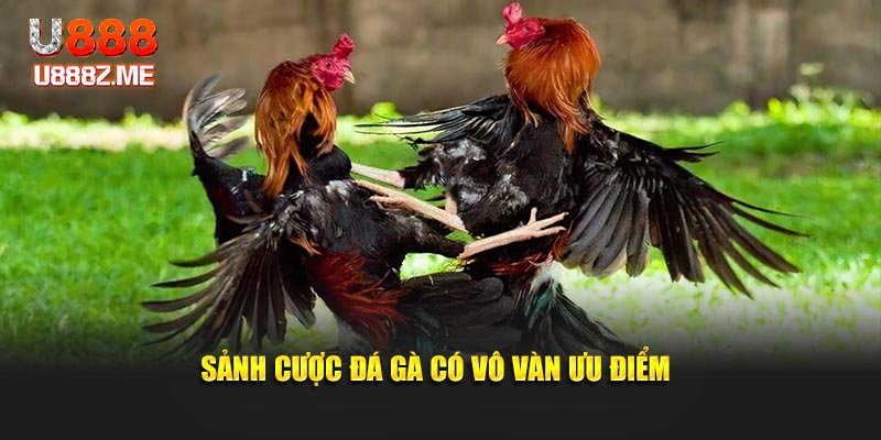 Sảnh cược đá gà có vô vàn ưu điểm