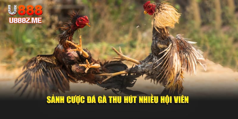 Sảnh cược đá gà thu hút nhiều hội viên