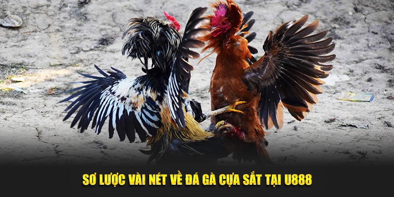 Sơ lược vài nét về đá gà cựa sắt tại U888
