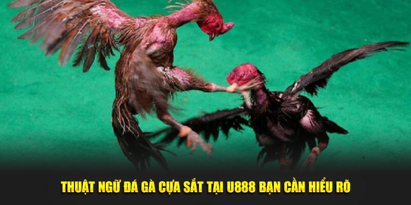 Thuật ngữ đá gà cựa sắt tại U888 bạn cần hiểu rõ