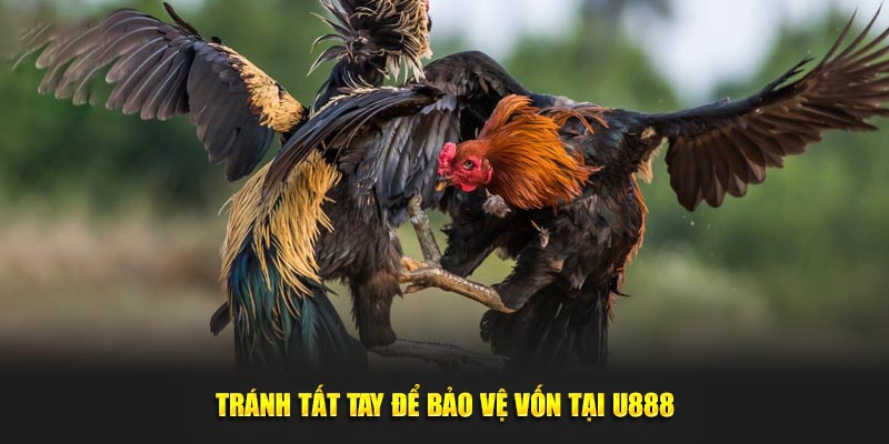 Tránh tất tay để bảo vệ vốn tại U888